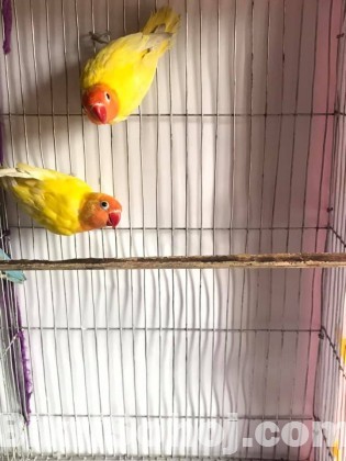 Yellow Fisher Love Birds Sell ( Running Pair )